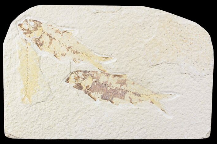 Three Knightia Fossil Fish - Wyoming #85481